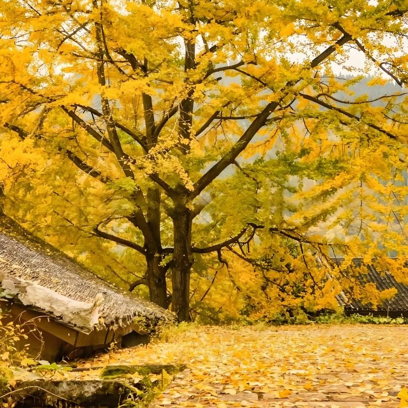 【银杏季】妥乐古银杏一日游私家团 亲情服务 省心游 可制定行程