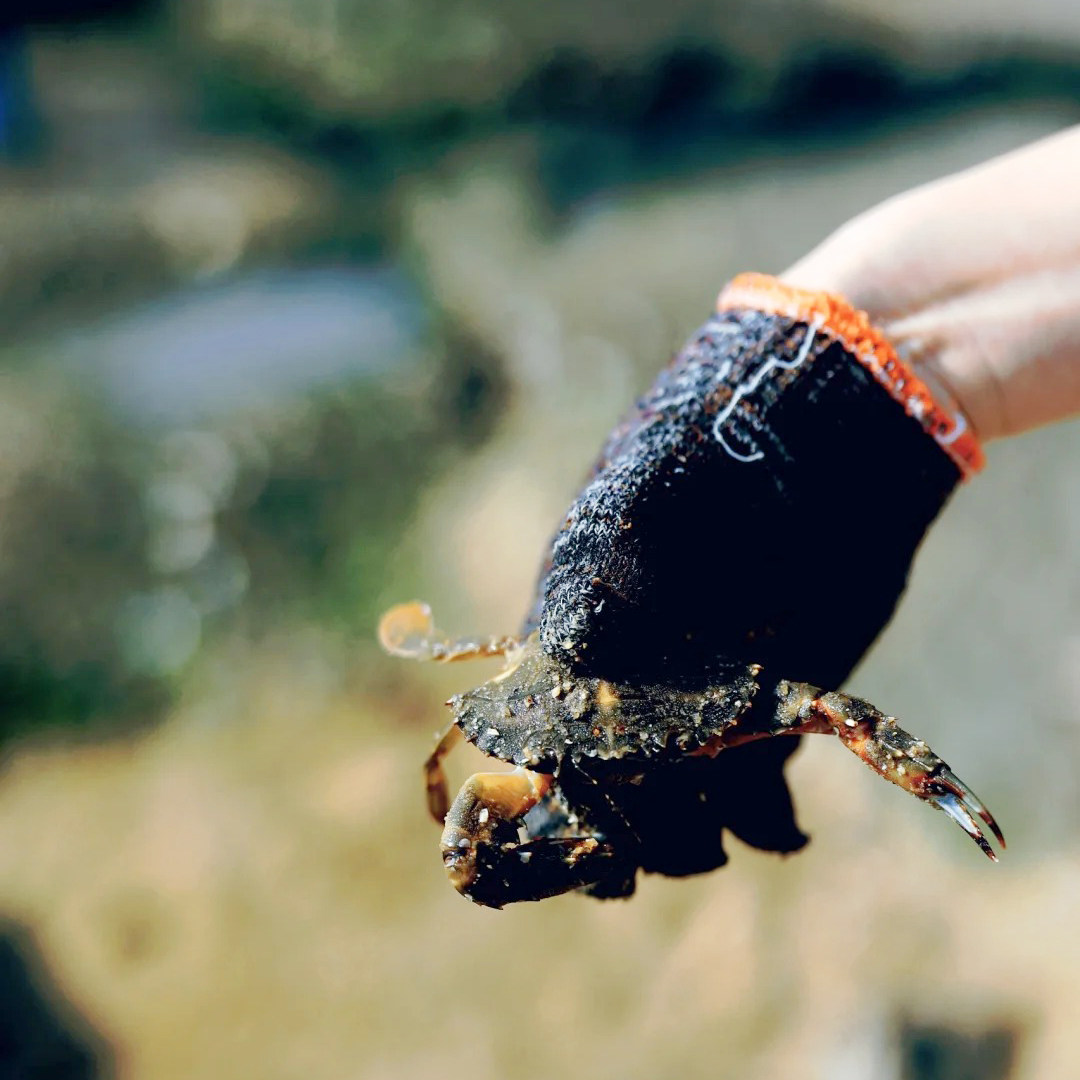 【体验小资帆船出海冲浪邂逅海豚】厦门旅游市区环岛路赶海抓螃蟹