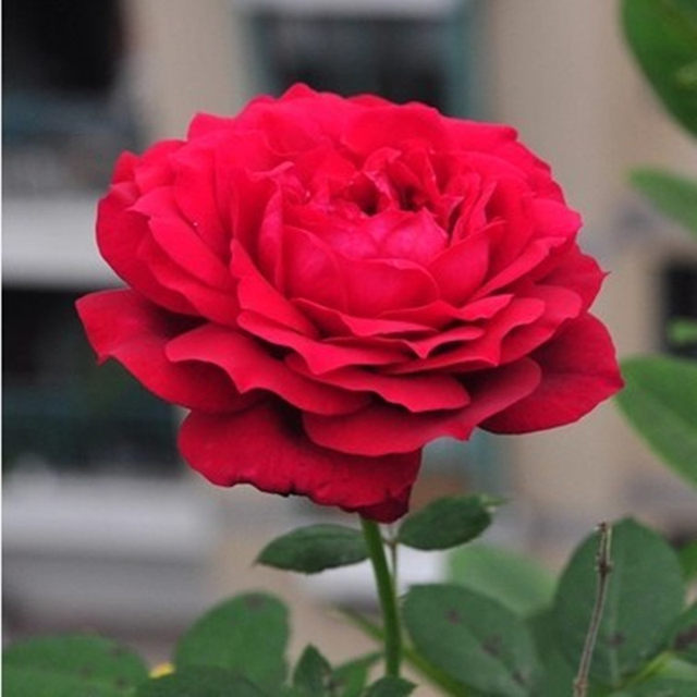 Janis rose, French rose, multi-season upright, large-flowering