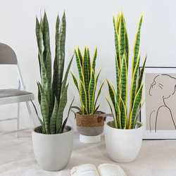 Simulated plant tiger orchid, indoor potted plant decoration, artificial gold-rimmed tiger orchid floor-standing ornament, simulated tiger orchid