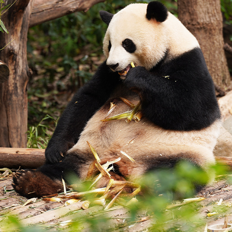 猩咖说成都大熊猫繁育研究基地2H不含票拼团讲解旅游成都