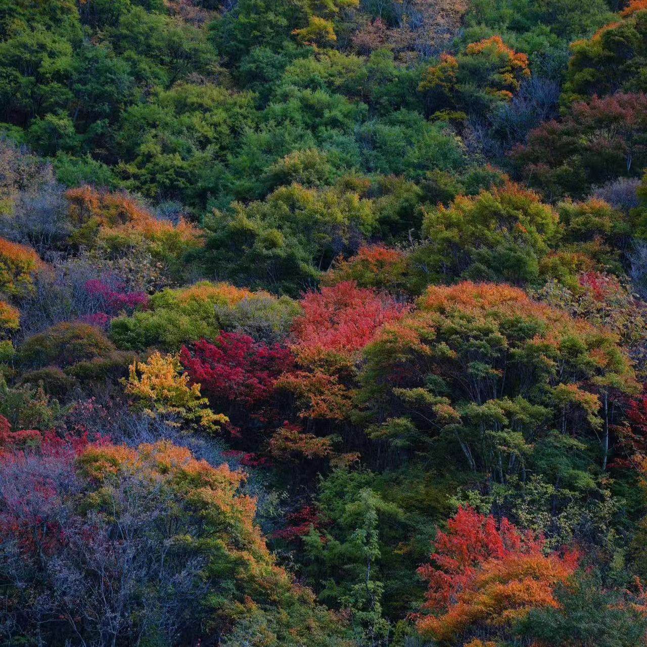 兰州起成都止甘南色达旅游7天6晚扎尕那拉卜楞寺纯玩精品8人团
