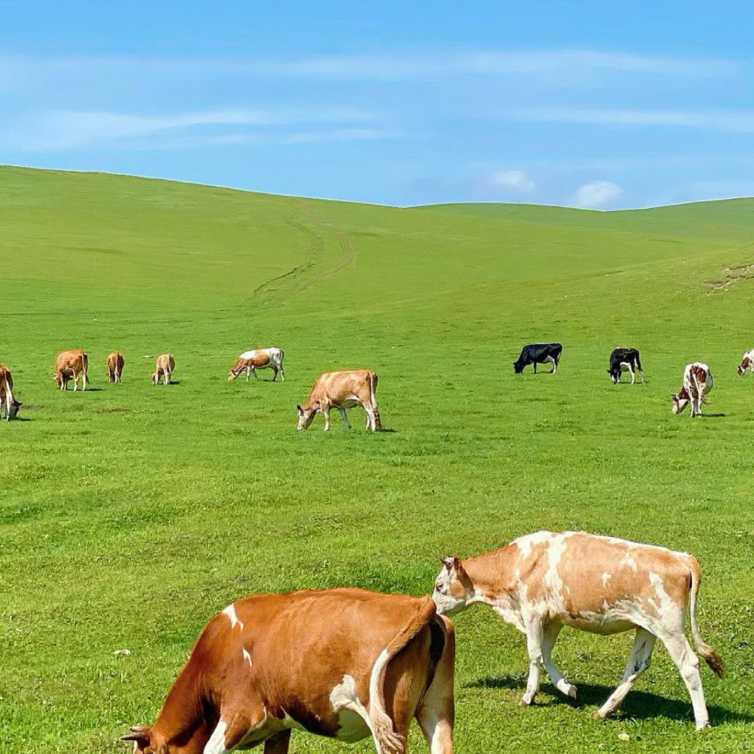 兰州起成都止甘南色达旅游7天6晚扎尕那拉卜楞寺纯玩精品8人团