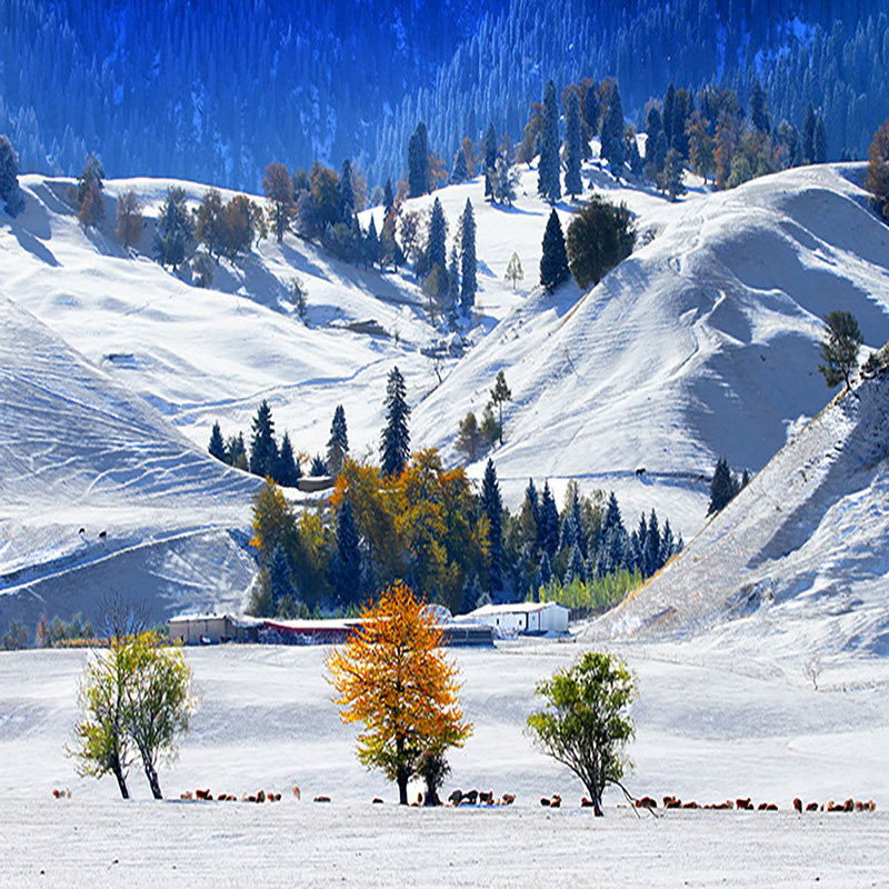 新疆旅游伊犁伊宁那拉提拼车1日游(伊宁起止)