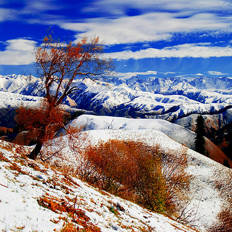 新疆旅游伊犁伊宁那拉提拼车1日游(伊宁起止)