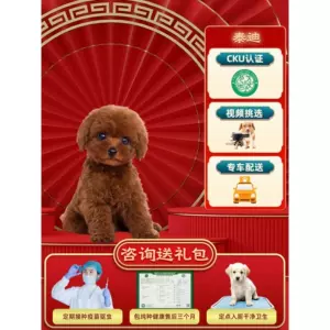 live dog Latest Best Selling Praise Recommendation | Taobao