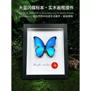 大蓝闪蝶标本- Top 100件大蓝闪蝶标本- 2024年4月更新- Taobao