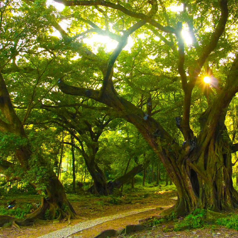 霞浦东壁一日游【2-8人小团+打卡醉美日落海岸线+可四礵列岛】