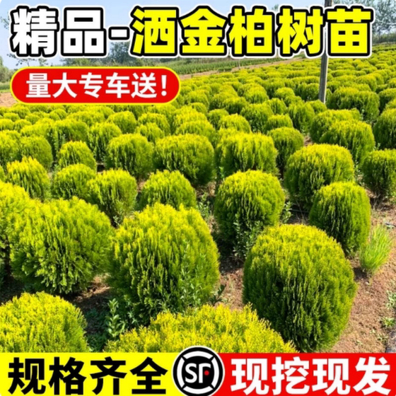 
Sprinkle golden cypress saplings, pine and cypress seedlings, potted ground plants, flowers, courtyard greening plants, golden cypress, native fragrant pine and hinoki cypress