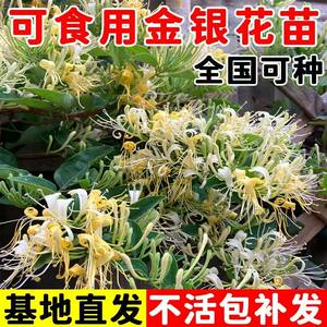 
Honeysuckle saplings for four seasons, medicinal climbing vines, old piles, red potted plants, bonsai planting, blooming, edible flower saplings