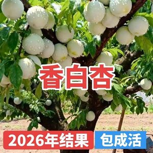 
Fragrant white apricot grafted fruit saplings, arbors and potted plants are planted in the ground and the results are guaranteed to survive in spring planting.