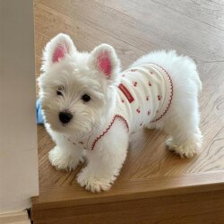 Dog Clothes, Puppy Pet Spring Clothing, Thin Vest, Bichon Small Dog and Cat Clothes, 2026 New Model, Anti-Shedding