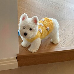 Dog Clothes Thin Summer Vest for Small and Medium-Sized Dogs Like Bichon Frise and Teddy, 2026 New Cat Clothes