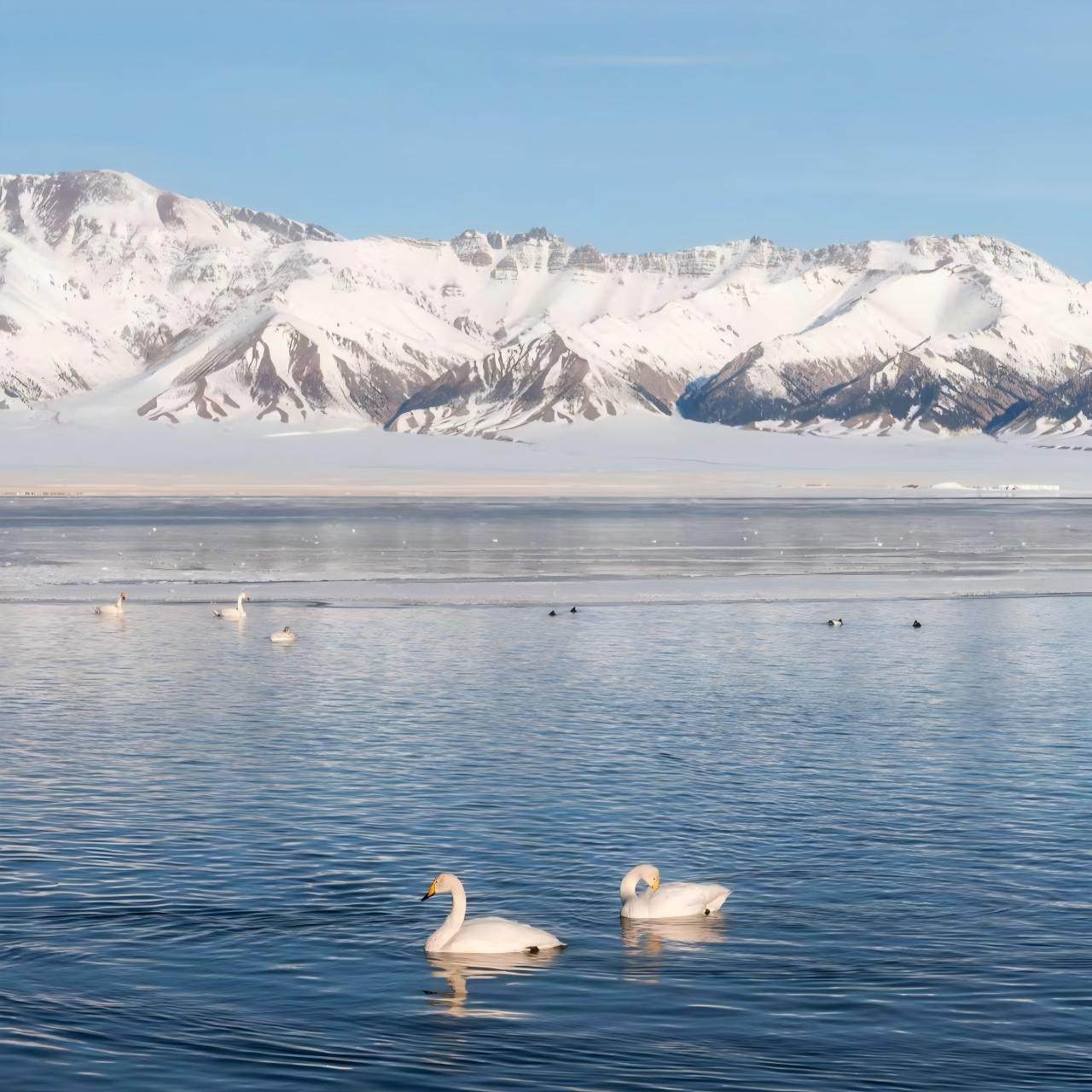 【2晚景区木屋】新疆北疆阿勒泰旅游喀纳斯禾木赛湖8天纯玩小团