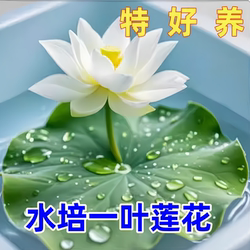 One-leaf lotus soilless aquatic hydroponic plant aquatic water fish basin pond lotus potted lotus water pond aquatic plant