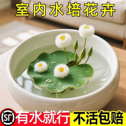 One-leaf lotus soilless aquatic hydroponic plant aquatic water fish basin pond lotus potted lotus water pond aquatic plant