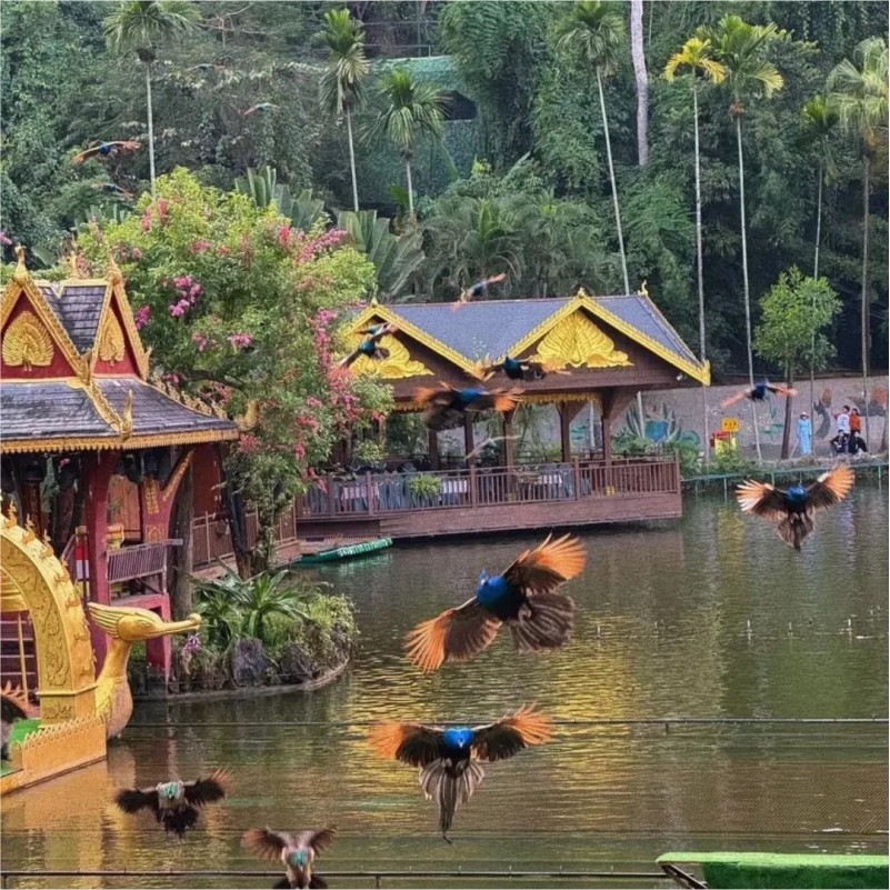 云南西双版纳旅游野象谷+森林公园纯玩一日游 孔雀放飞 野象踪迹