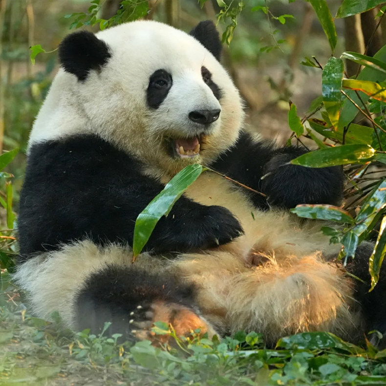 四川九寨沟旅游都江堰熊猫三星堆峨眉山6天5晚纯玩跟团游可选动车