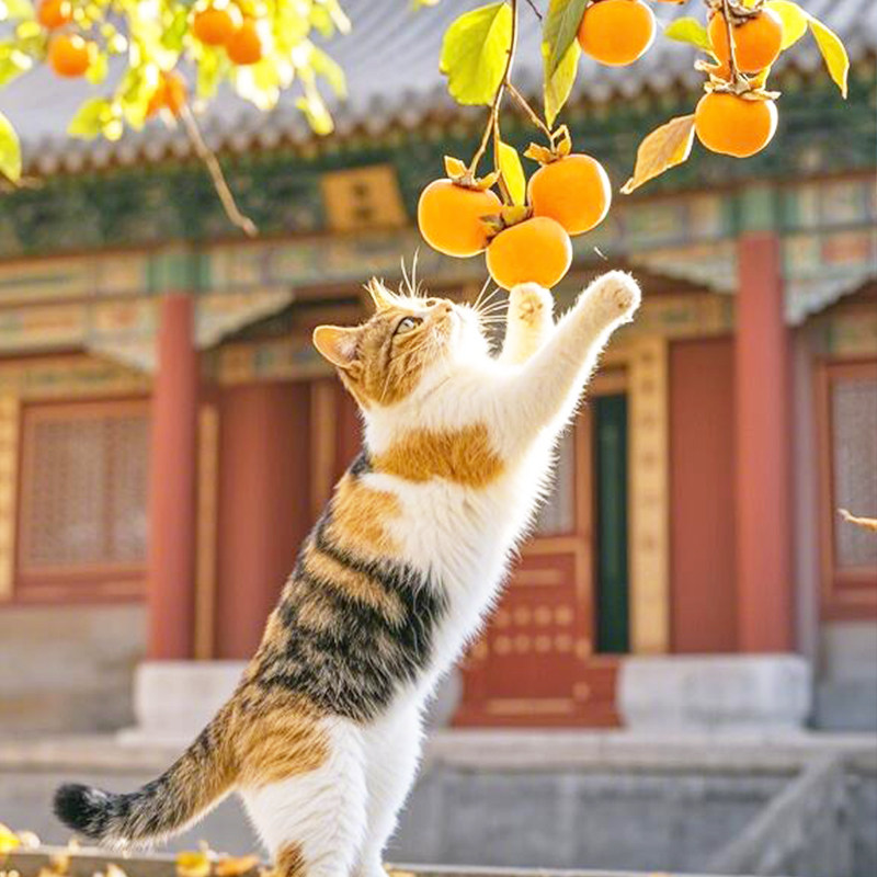 北京旅游 0购物一价全含北京5天4晚跟团爸妈亲子游故宫长城五日游