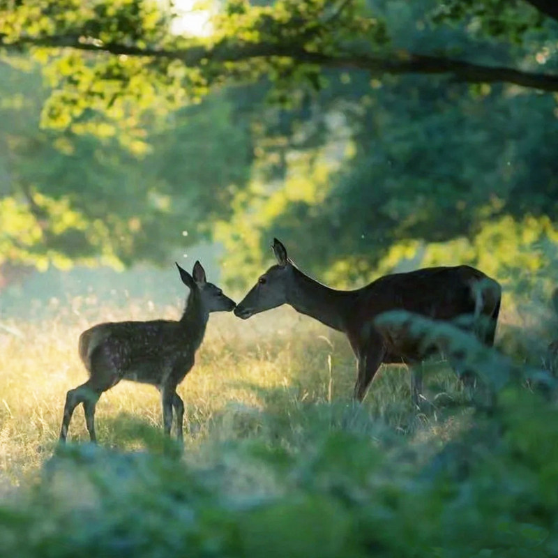 宜昌神农架大九湖旅游4日游 宜昌三峡大坝人家两坝清江画廊四日游