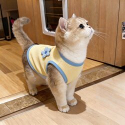 Cat Clothes Spring and Summer New Style Breathable Puppy Milk Cat Ragdoll Cute Traction-Resistant Anti-Shedding Pet Dog Vest