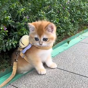 
Cat traction rope to prevent break-out, walking cat festival dog chain supplies rope, outdoor traction kitten harness, dog walking rope