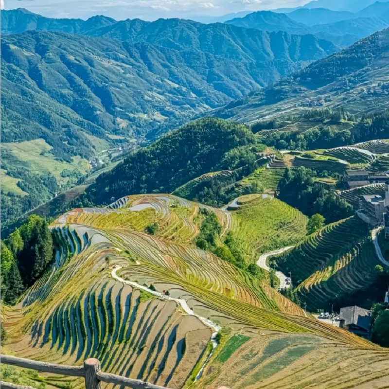 【桂林龙脊梯田】包车纯玩小团1日游金坑梯田+黄洛瑶寨+平安梯田