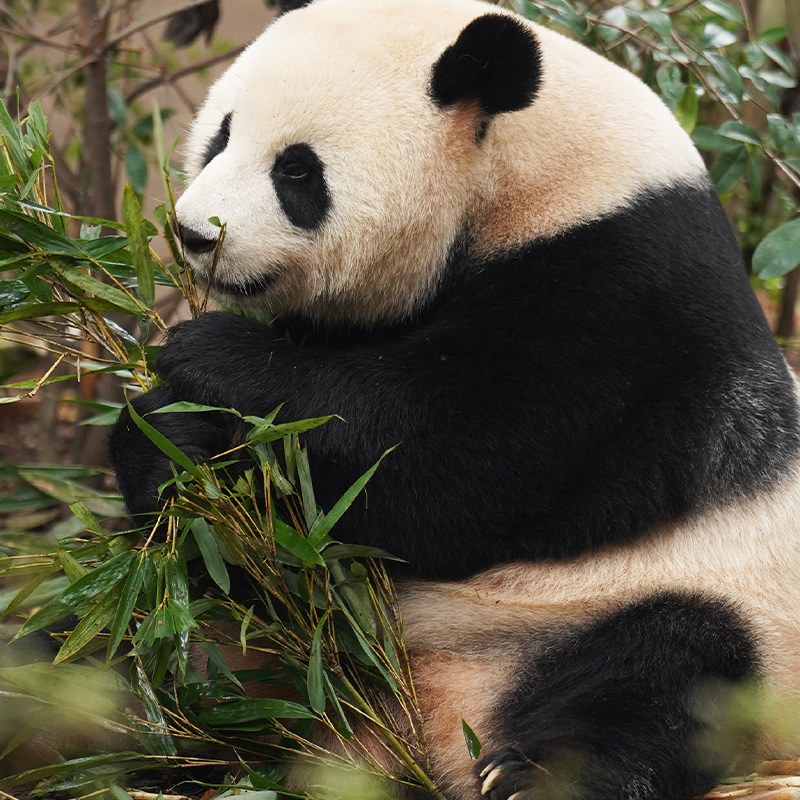成都大熊猫繁育研究基地2小时精讲拼团含门票深度讲解一日游