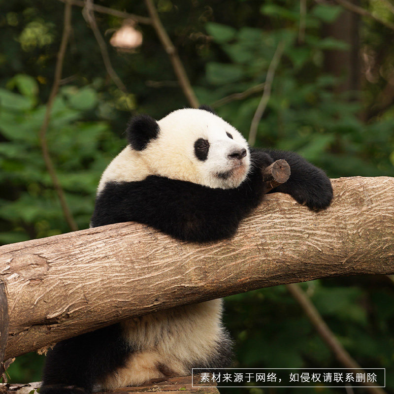 成都大熊猫繁育研究基地2小时精讲拼团含门票深度讲解一日游