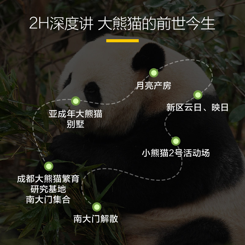 成都大熊猫繁育研究基地2小时精讲拼团含门票深度讲解一日游