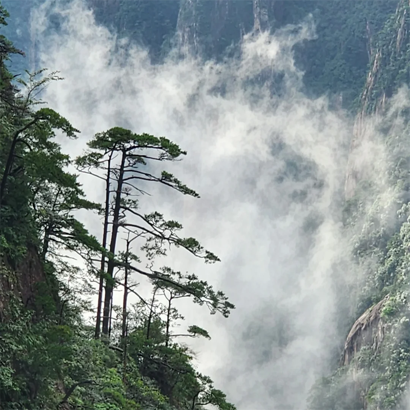 大美黄山、千岛湖中心湖区【乘船+登岛】、 西递+宏村 5天4晚
