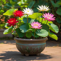 Lotus lazy water cultivation Si season flowering bowl lotus hydroponic plant lotus balcony and fish co-culture