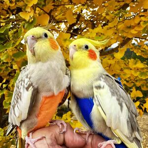 
High-end Xuanfeng pure hand-raising pet birds can blow whistle skills, relatives can cling to others and feed yellow can breed birds