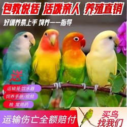 Peony parrot live pet bird bird budgerigar cockatiel live bird that can be taught to speak live