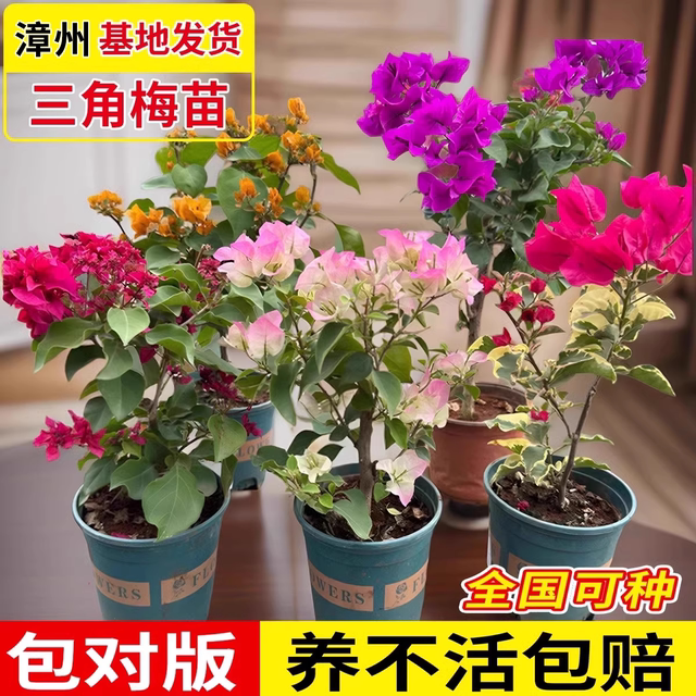 Double bougainvillea potted plants, large seedlings, old piles of flowers, indoor and outdoor climbing plants, red plum flowers bloom in all seasons and are easy to maintain.