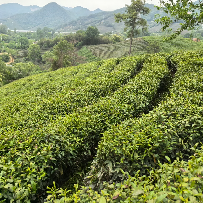 【信阳旅游】武汉出发大美信阳鸡公山/茶文化文新茶村/汽车二日游