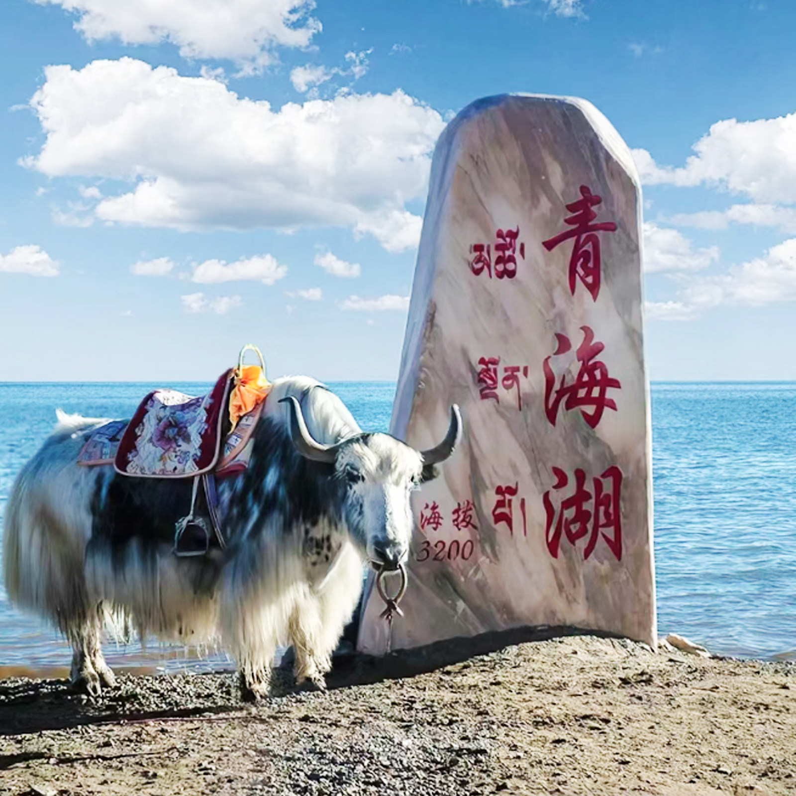 青海湖+日月山+茶卡盐湖一日游【8人小团全程纯玩不进店】