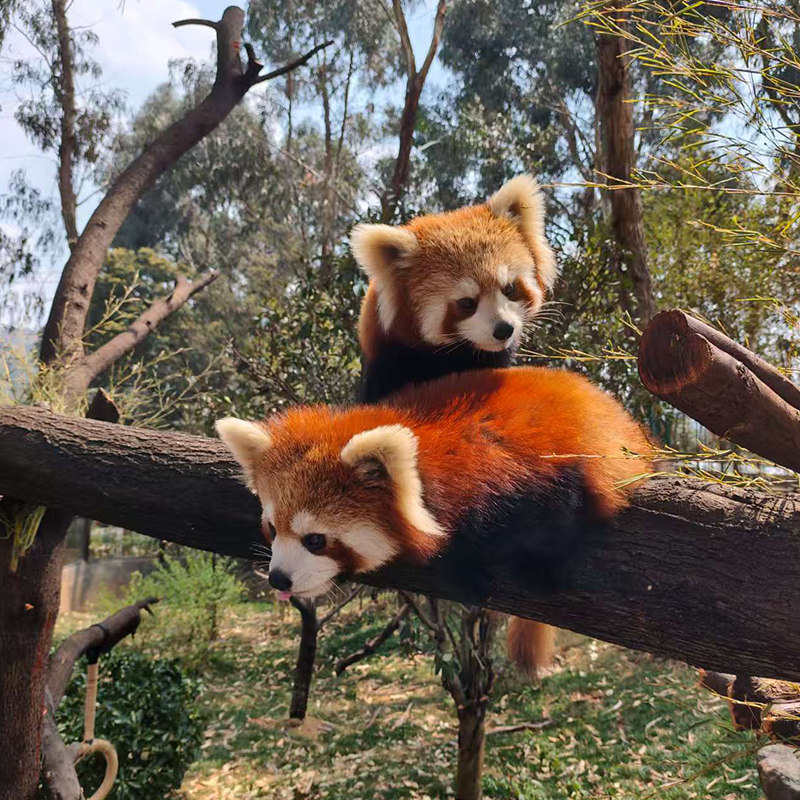 【童趣亲子游+小熊猫庄园】云南西双版纳普洱6日游私家团五钻酒店