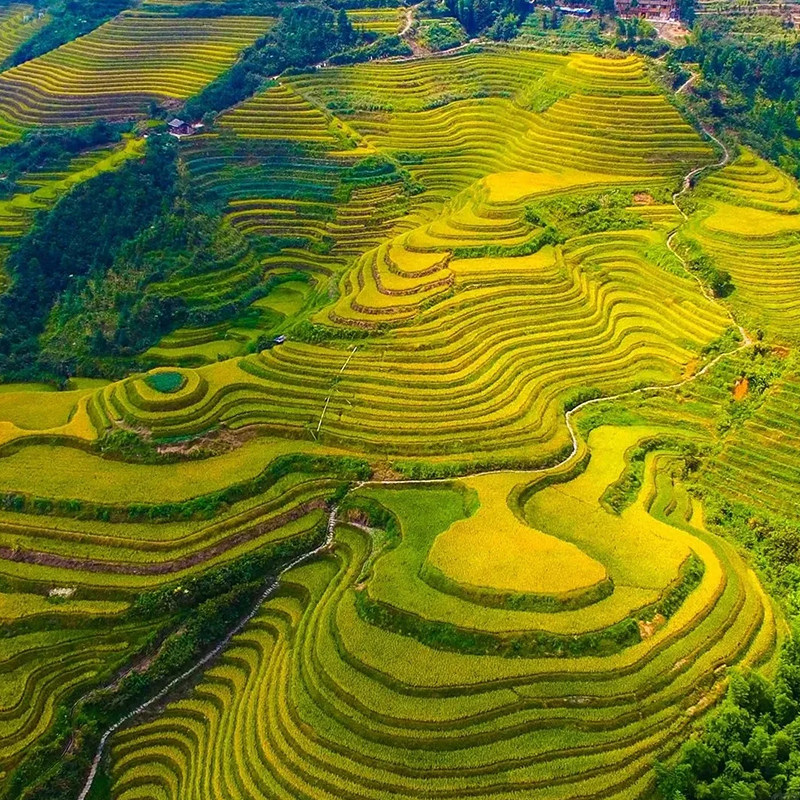 【8人商务小团】桂林龙脊梯田纯玩一日游 金坑梯田金坑大寨跟团游