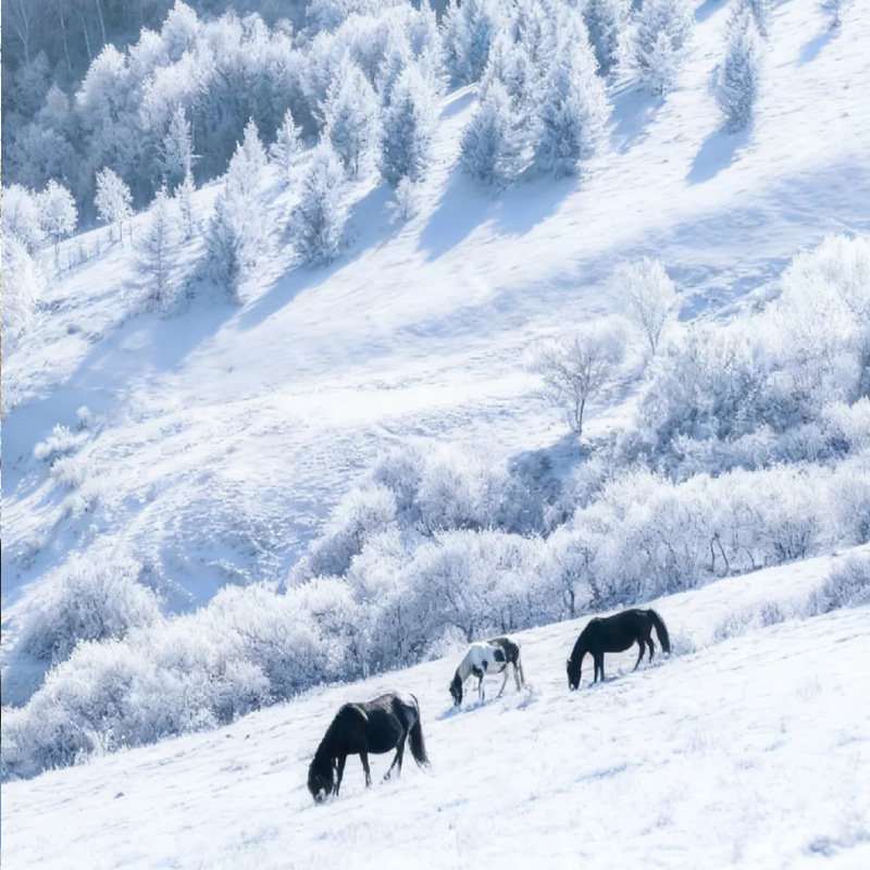 独立成团&雪域畅玩丨乌兰布统木兰围场冰雪穿越+驯鹿+骑马 3天2晚