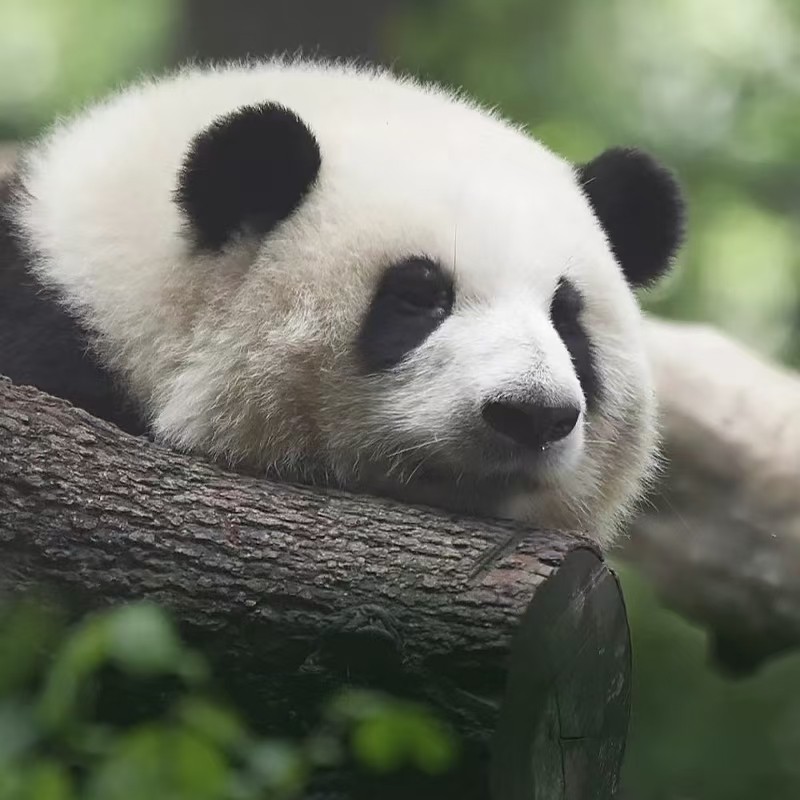 包车游&都江堰+熊猫谷&一单一团&不拼车&亲子出游&无购物&无猫腻