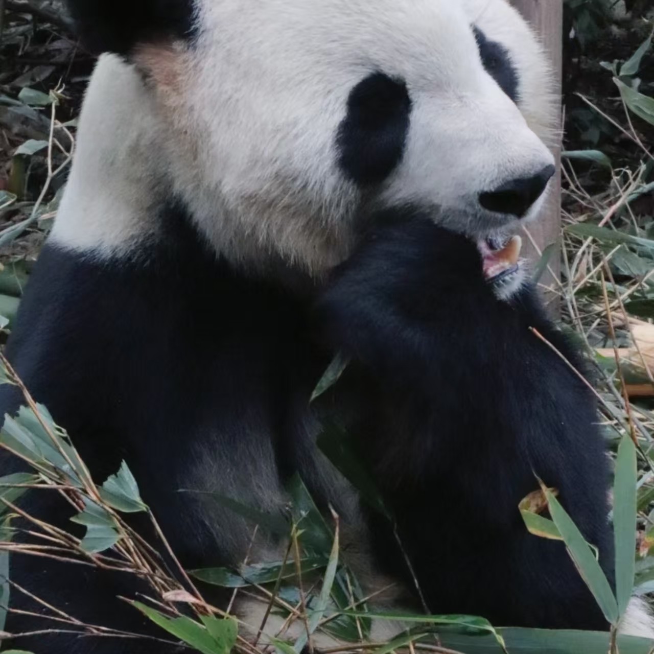 包车游&都江堰+熊猫谷&一单一团&不拼车&亲子出游&无购物&无猫腻