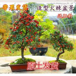 Pyracantha seedling bonsai golden jade mantang auspicious fruit