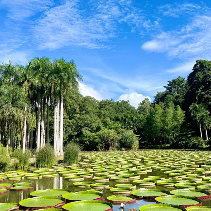 10天0购物云南旅游西双版纳昆明大理丽江雪山野象谷洱海海边客栈