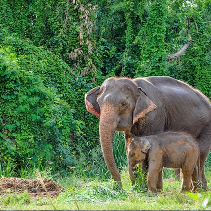 北京出发去到西双版纳5天4晚自由活动野象谷原始森林公园4钻酒店