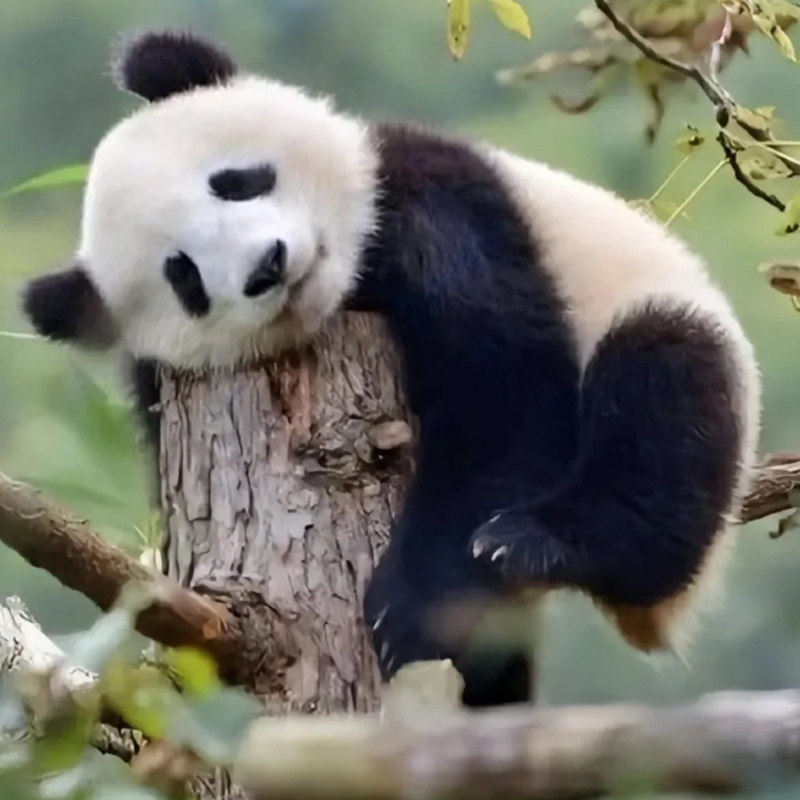 6天5晚纯玩游 | 四川旅游九寨沟熊猫基地三星堆黄龙都江堰1人起订