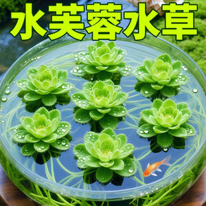 
Water hibiscus, duckweed, aquatic plants, hydroponic plants, and fish raising in water, goldfish tank landscaping, ancient fish farming, and water quality purification