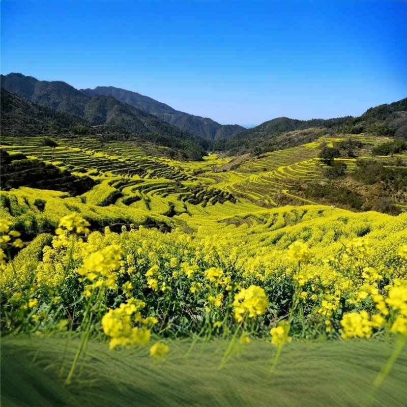 江西旅游婺源篁岭庐山景德镇南昌鄱阳湖石钟山4天3晚四日跟团游