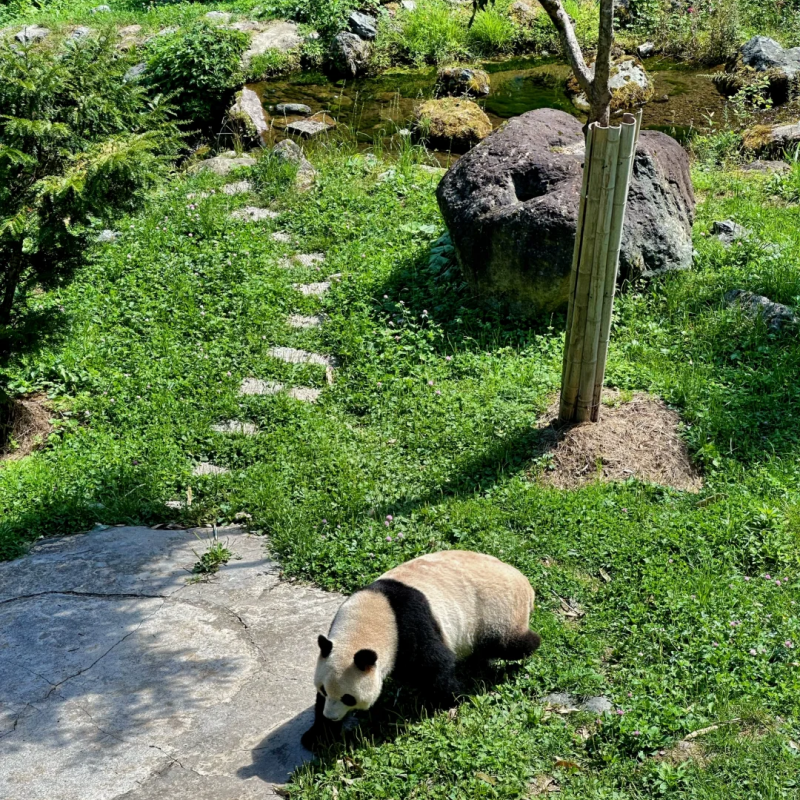 『神农架2日游|司机兼向导带玩/私家包车游』华中屋脊 经典秘境