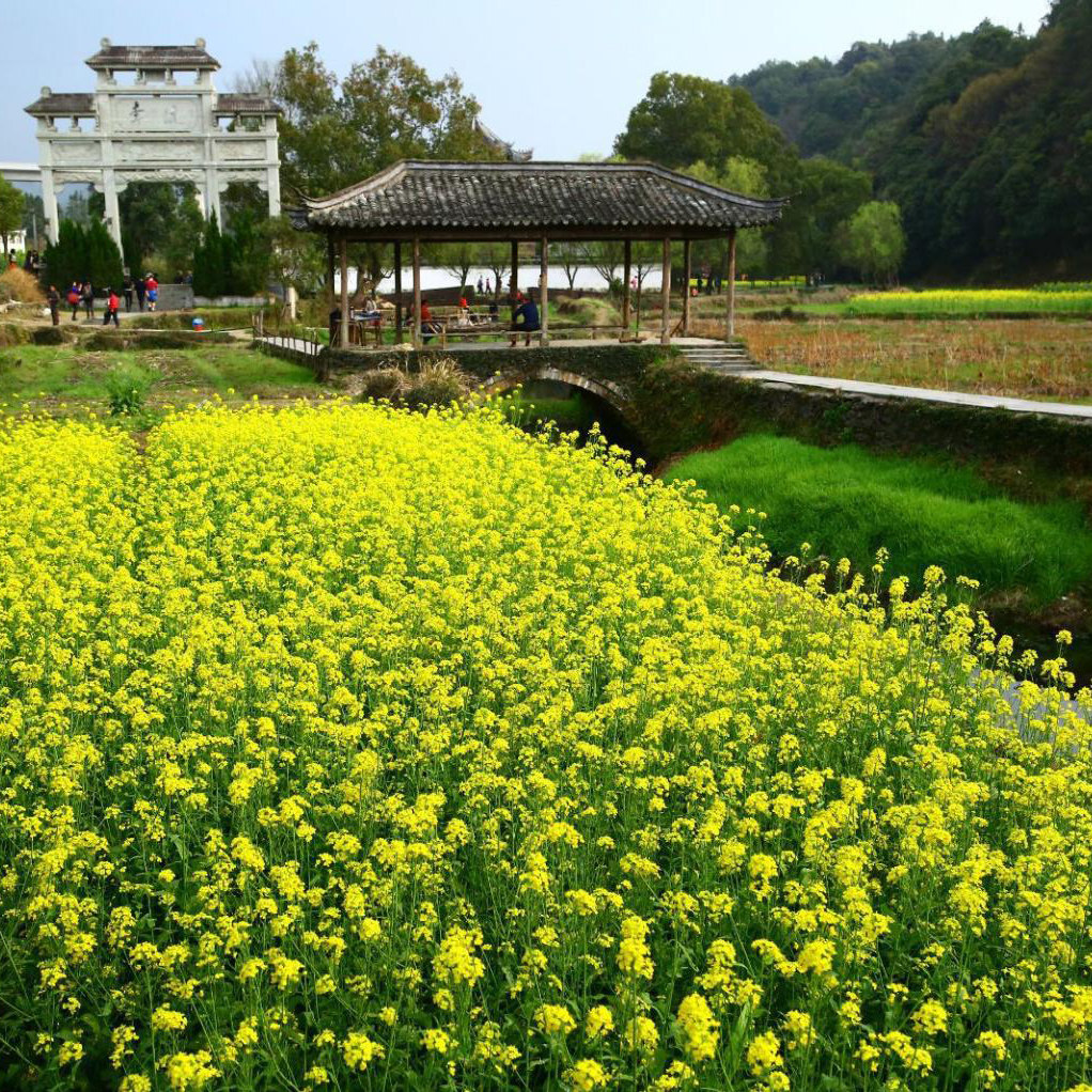 臻选篁岭+李坑8人小团︱逛徽州古村访晒秋人家,畅游婺源淳享徽韵